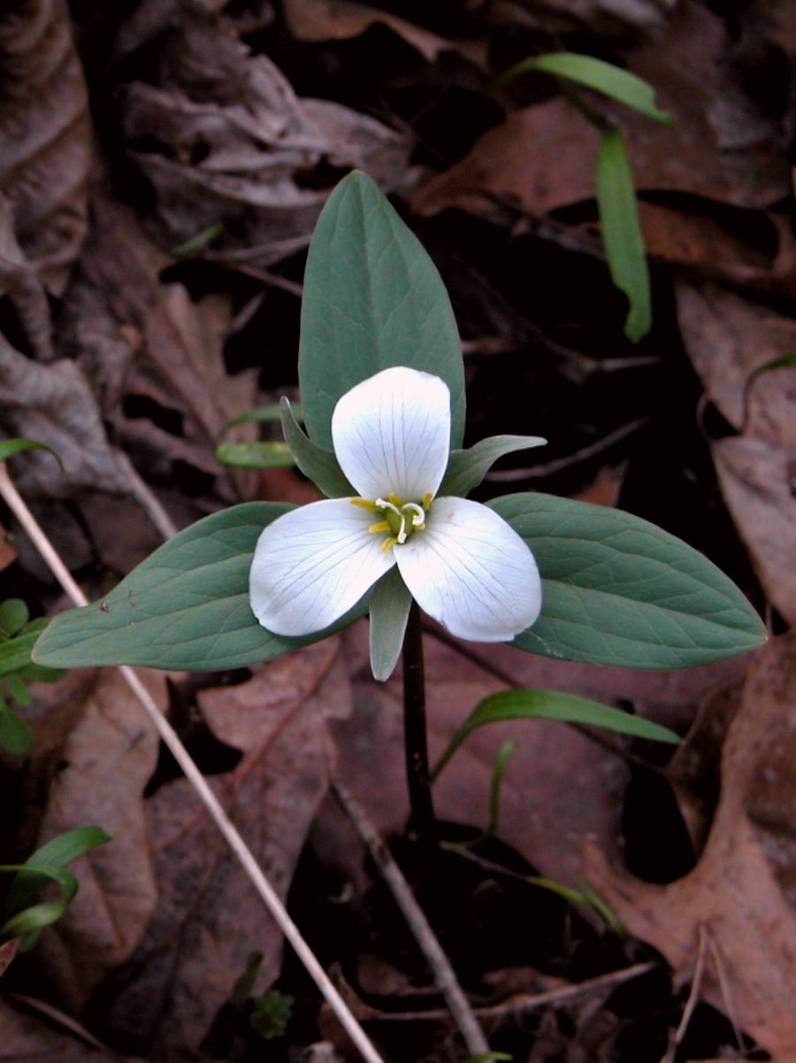 Melanthiaceae Trillium nivale