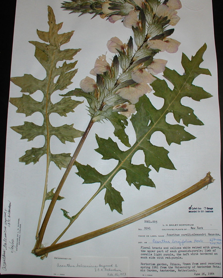 Acanthaceae Acanthus balcanicus