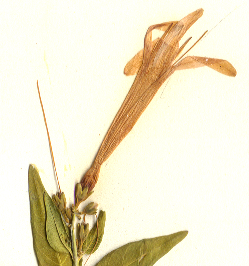 Acanthaceae Anisacanthus quadrifidus