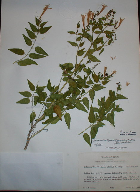 Acanthaceae Anisacanthus quadrifidus