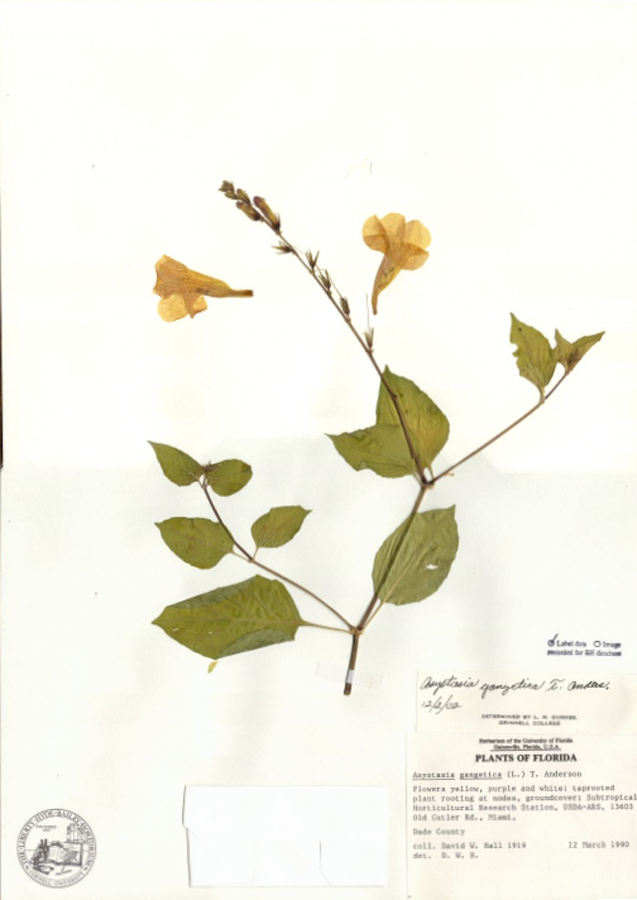 Acanthaceae Asystasia gangetica