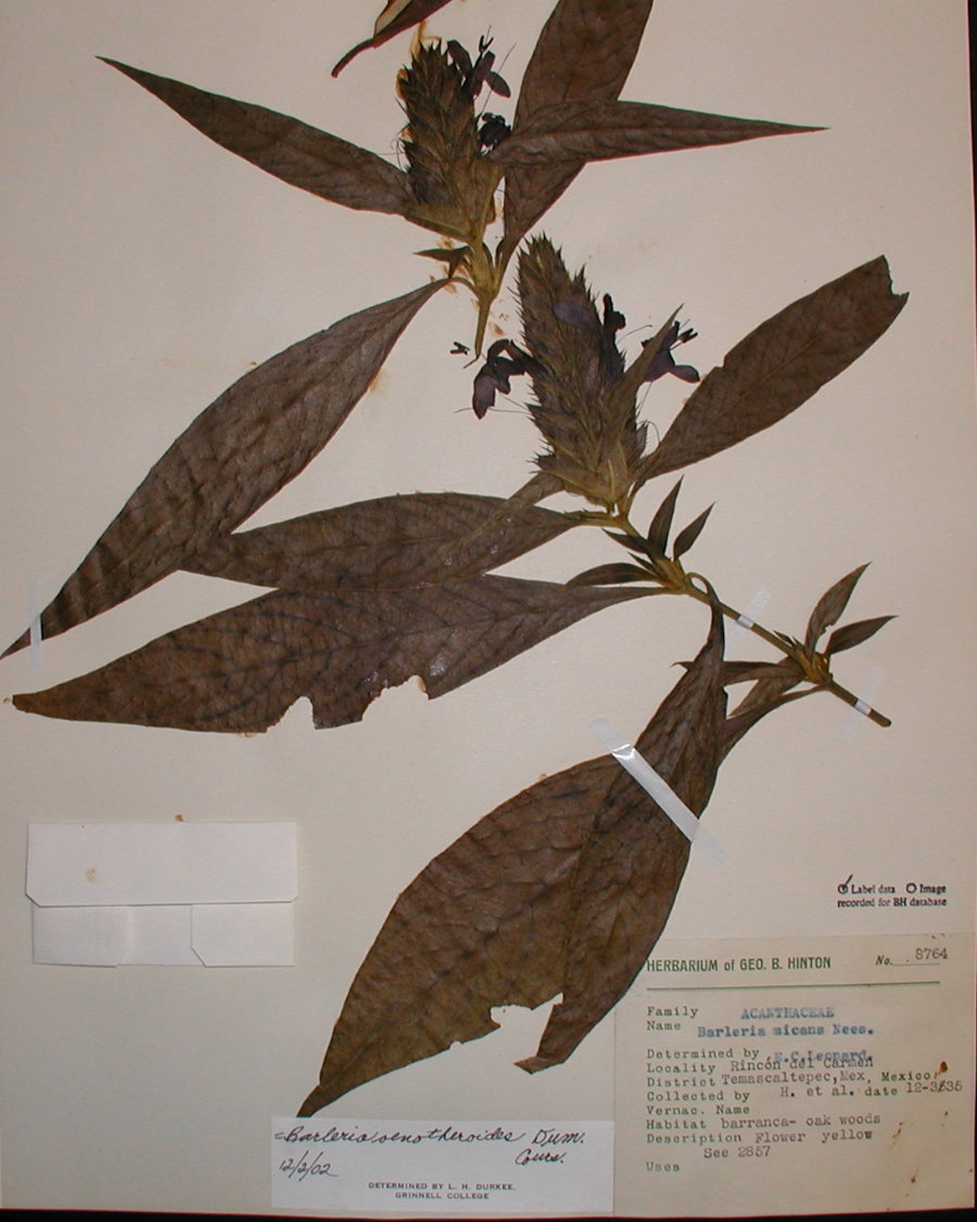 Acanthaceae Barleria oenotheroides