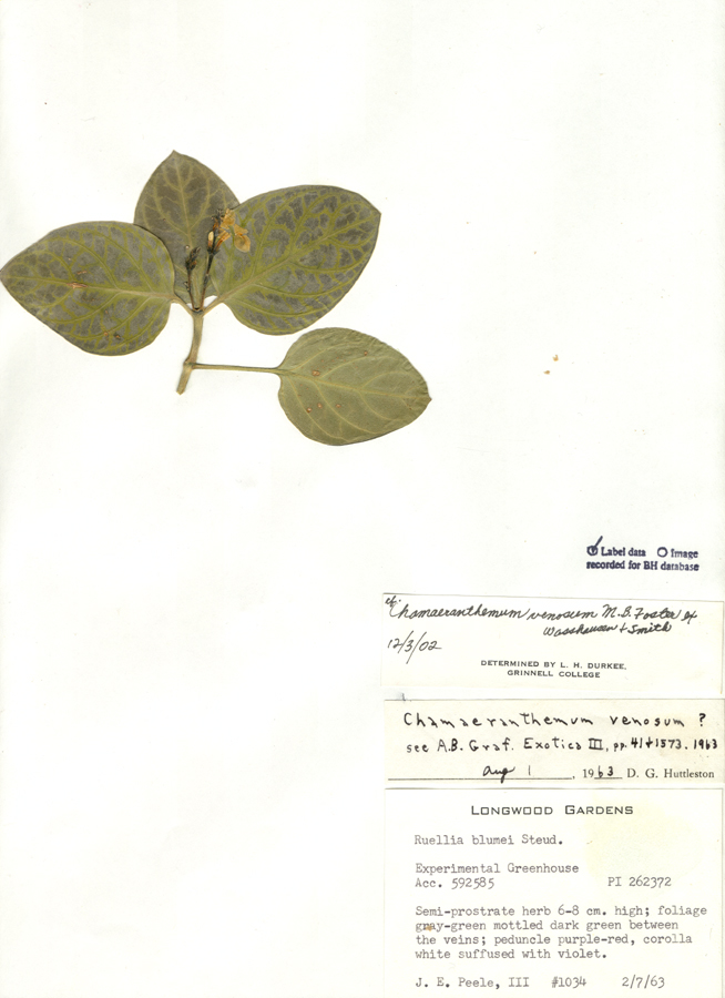 Acanthaceae Chamaeranthemum venosum