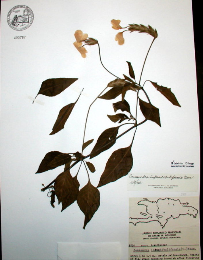Acanthaceae Crossandra infundibuliformis