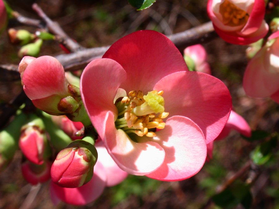 Rosaceae Chaenomeles 
