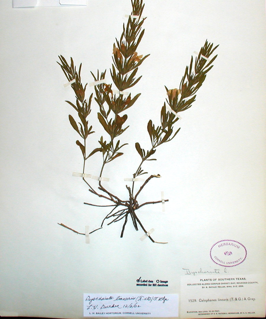 Acanthaceae Dyschoriste linearis
