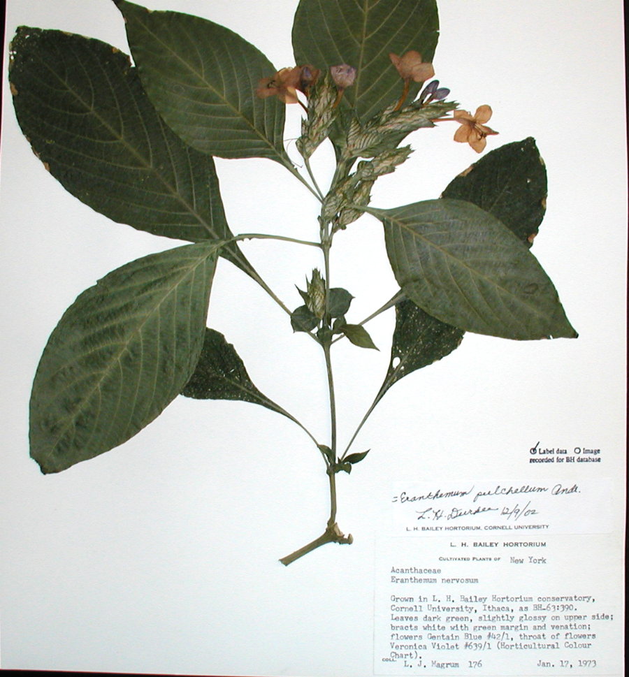 Acanthaceae Eranthemum pulchellum