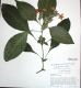 image of Eranthemum pulchellum