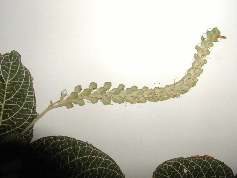 Acanthaceae Fittonia albivenis