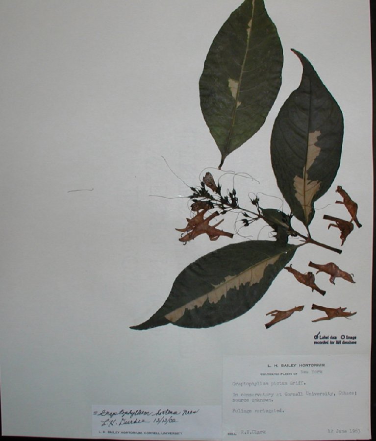 Acanthaceae Graptophyllum hortense
