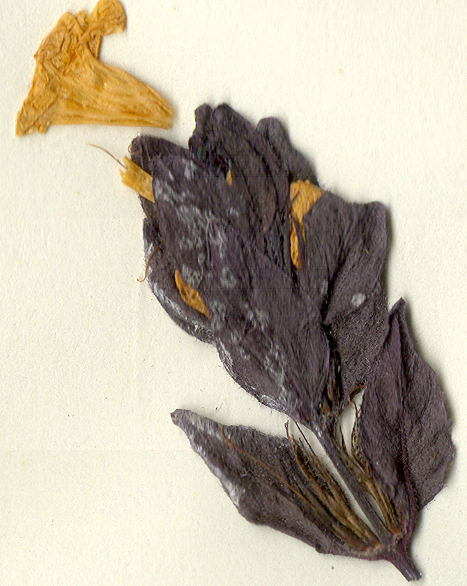Acanthaceae Hemigraphis alternata