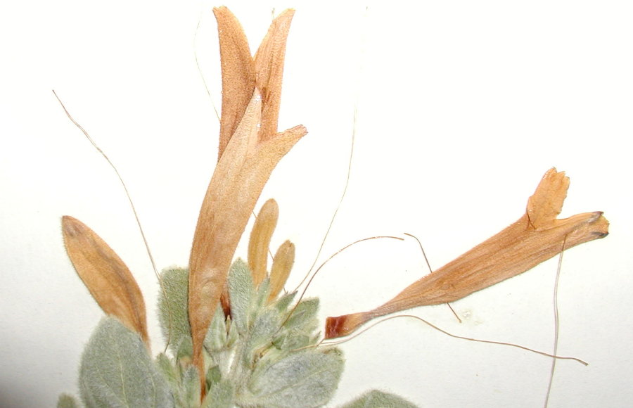 Acanthaceae Dicliptera suberecta