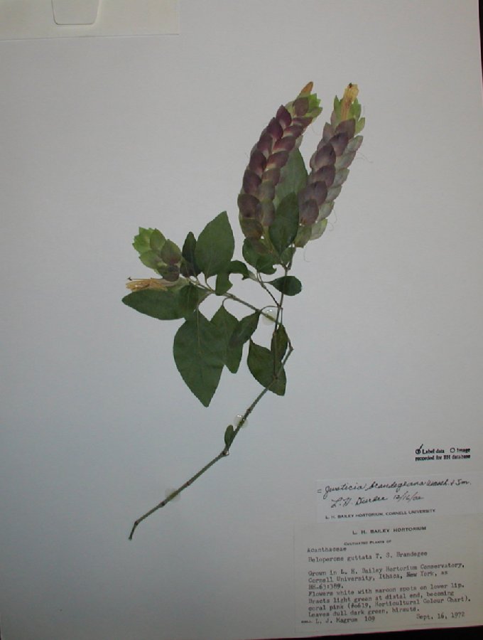 Acanthaceae Justicia brandegeana