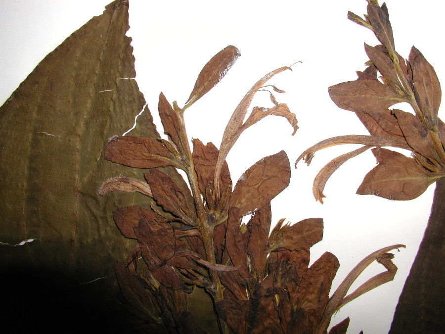 Acanthaceae Megaskepasma erythrochlamys