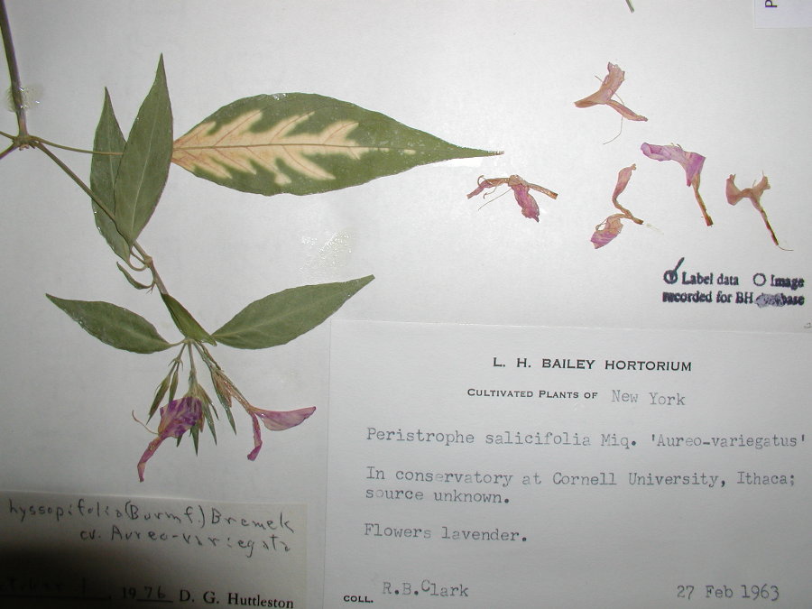 Acanthaceae Peristrophe hyssopifolia