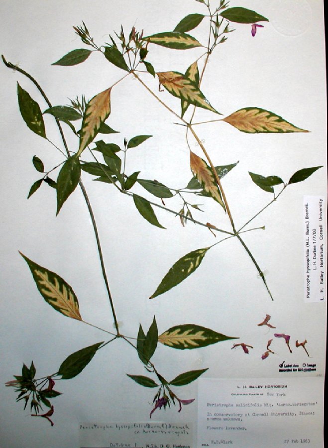 Acanthaceae Peristrophe hyssopifolia