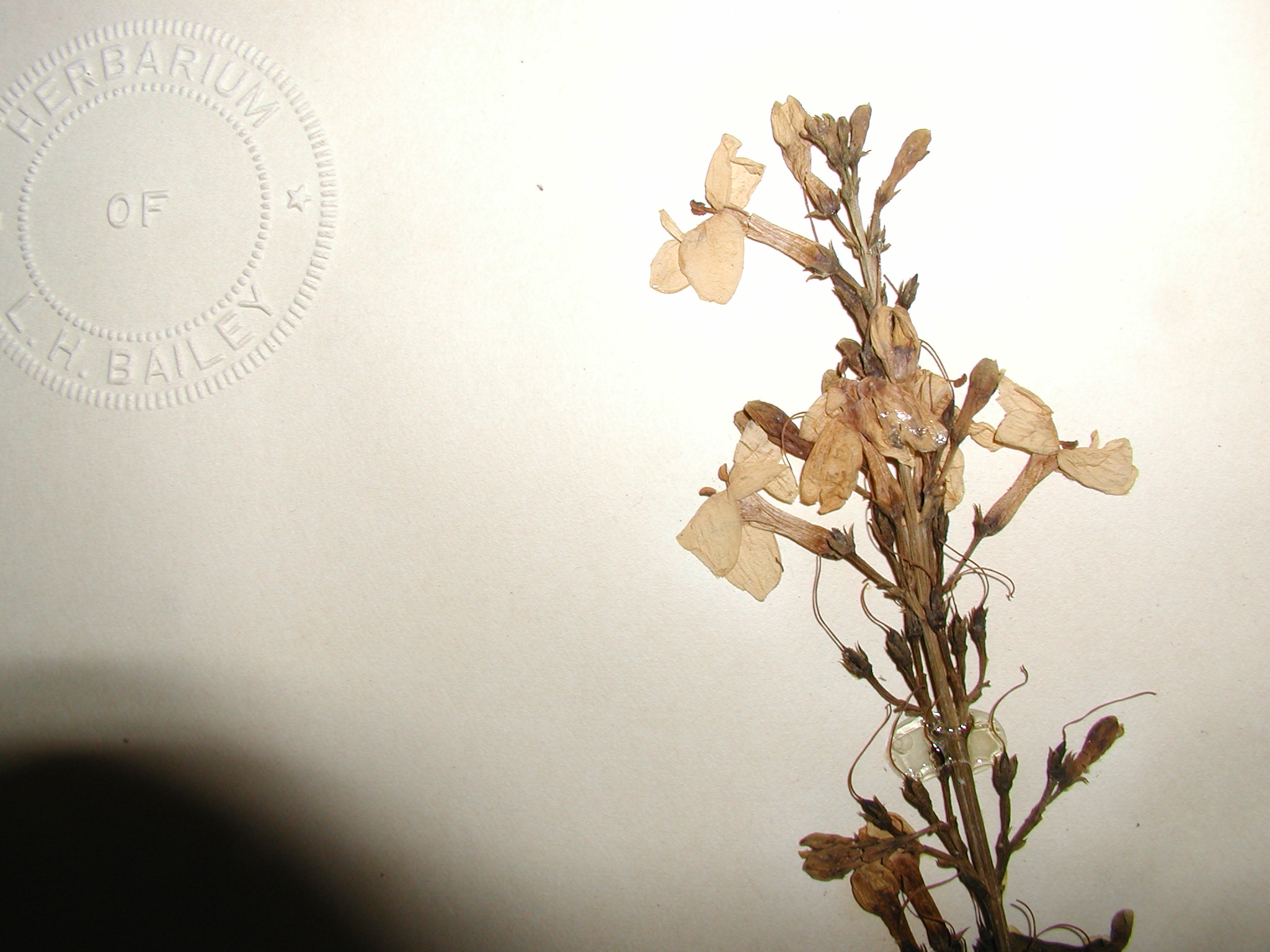 Acanthaceae Pseuderanthemum carruthersii