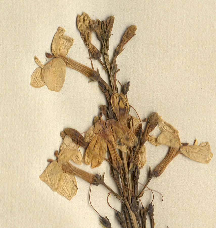 Acanthaceae Pseuderanthemum carrusthersii