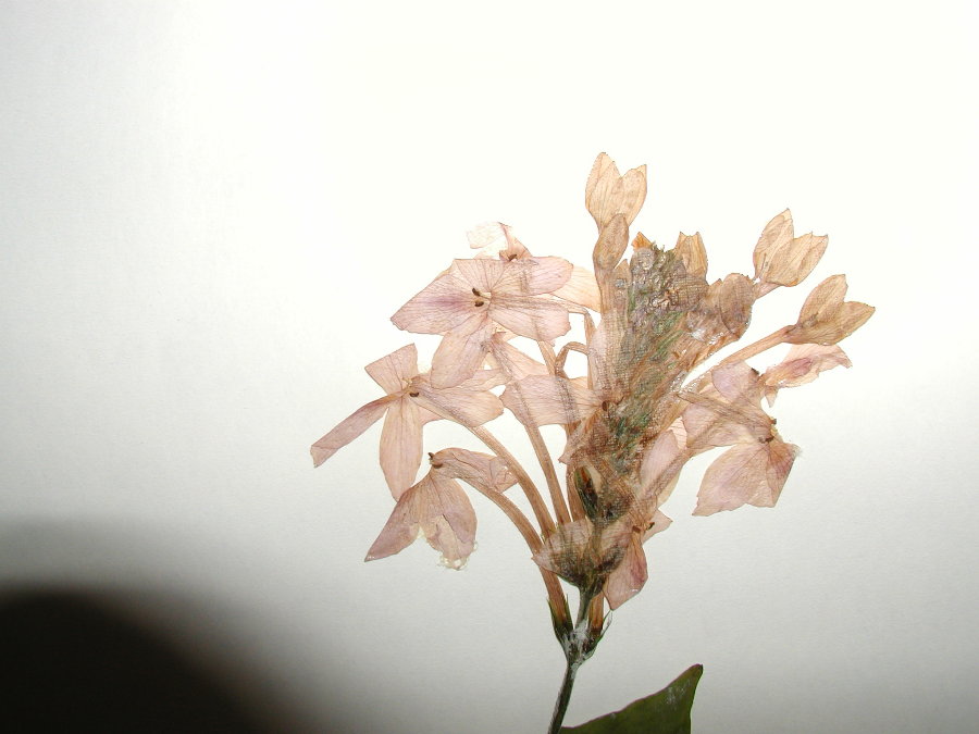 Acanthaceae Ruspolia seticalyx