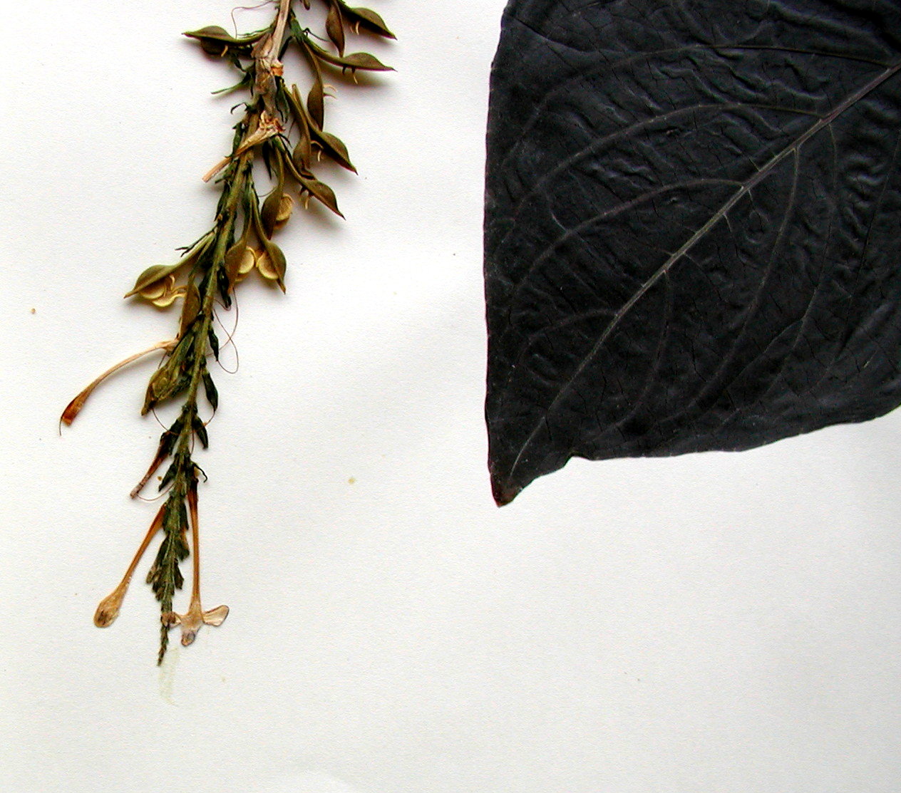 Acanthaceae Sciaphyllum amoenum