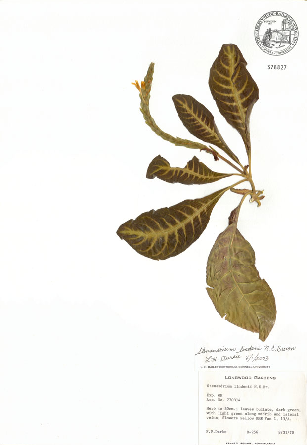 Acanthaceae Stenandrium lindeni