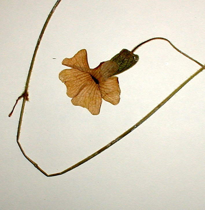 Acanthaceae Thunbergia alata