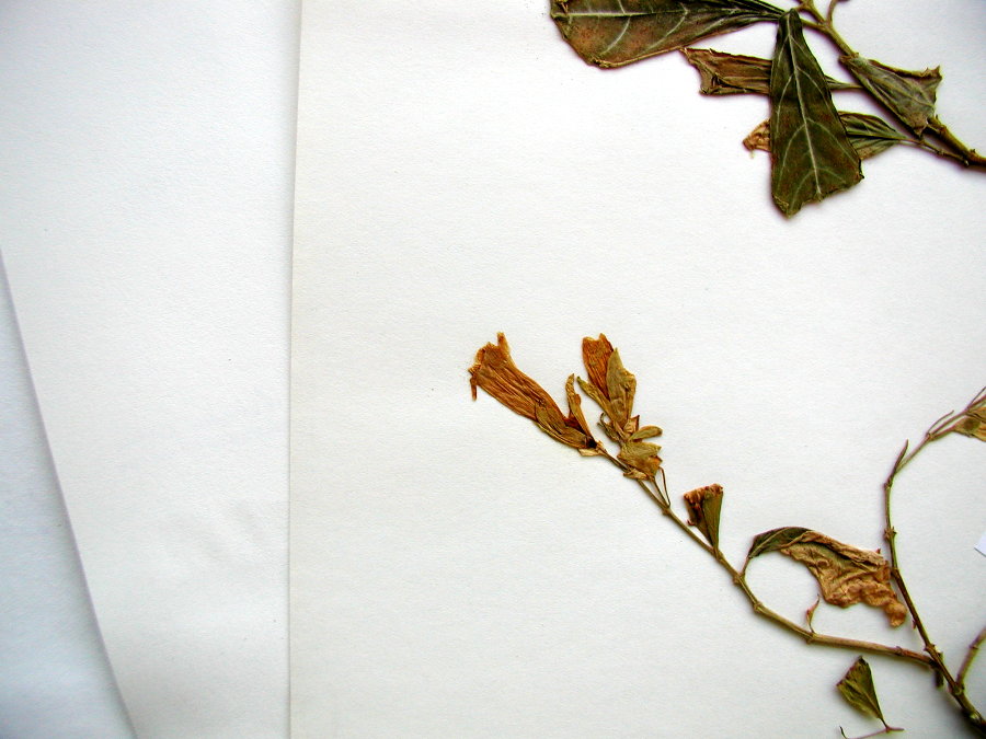 Acanthaceae Whitfieldia laterita
