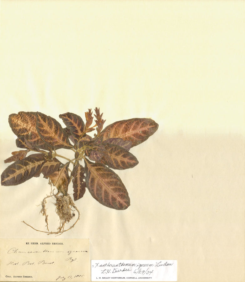 Acanthaceae Xantheranthemum igneum