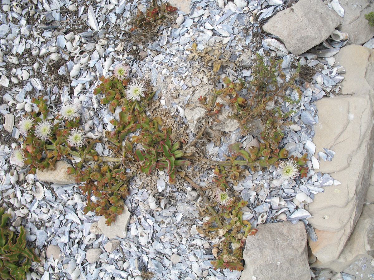Aizoaceae Mesembryanthemum 