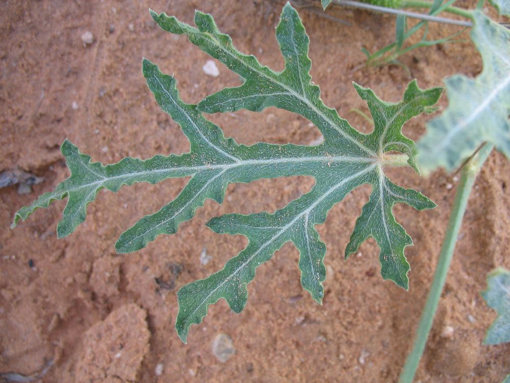 Cucurbitaceae Cucumis 