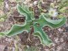 image of Mesembryanthemum 