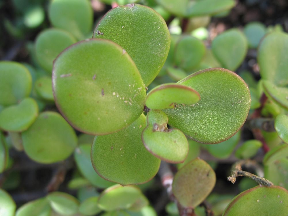 Didiereaceae Portulacaria afra