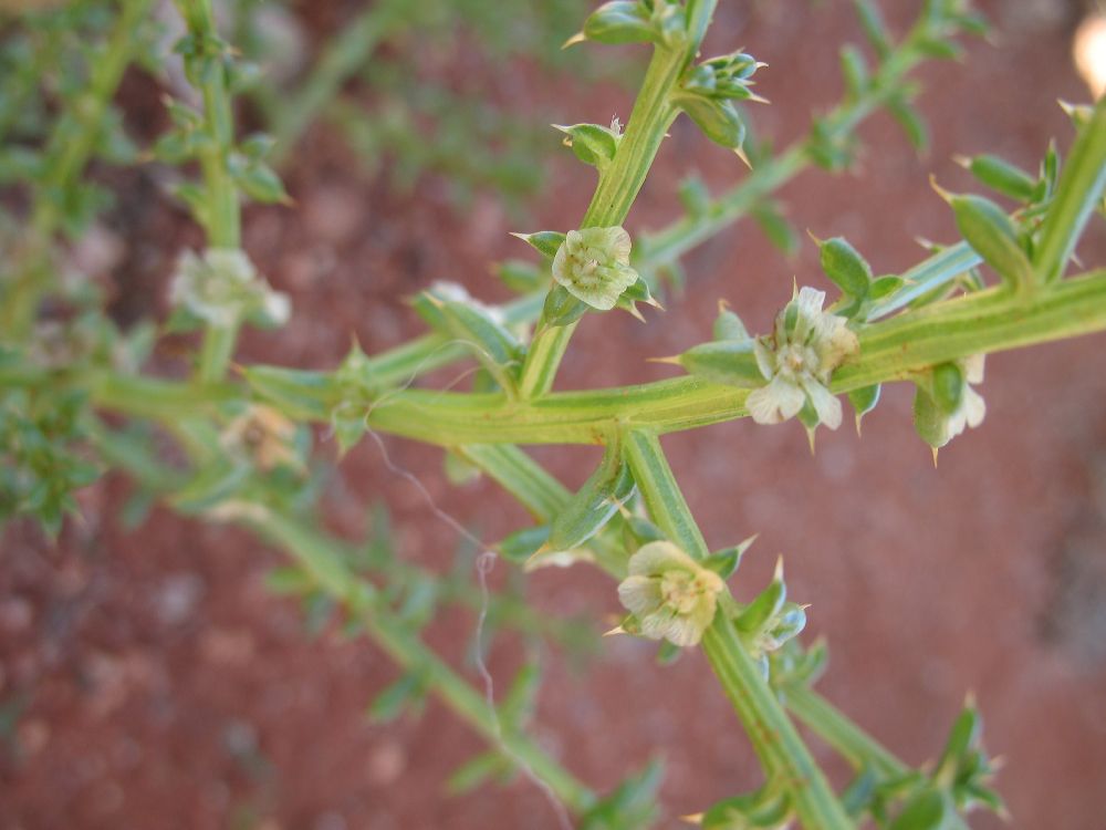 Amaranthaceae Salsola 