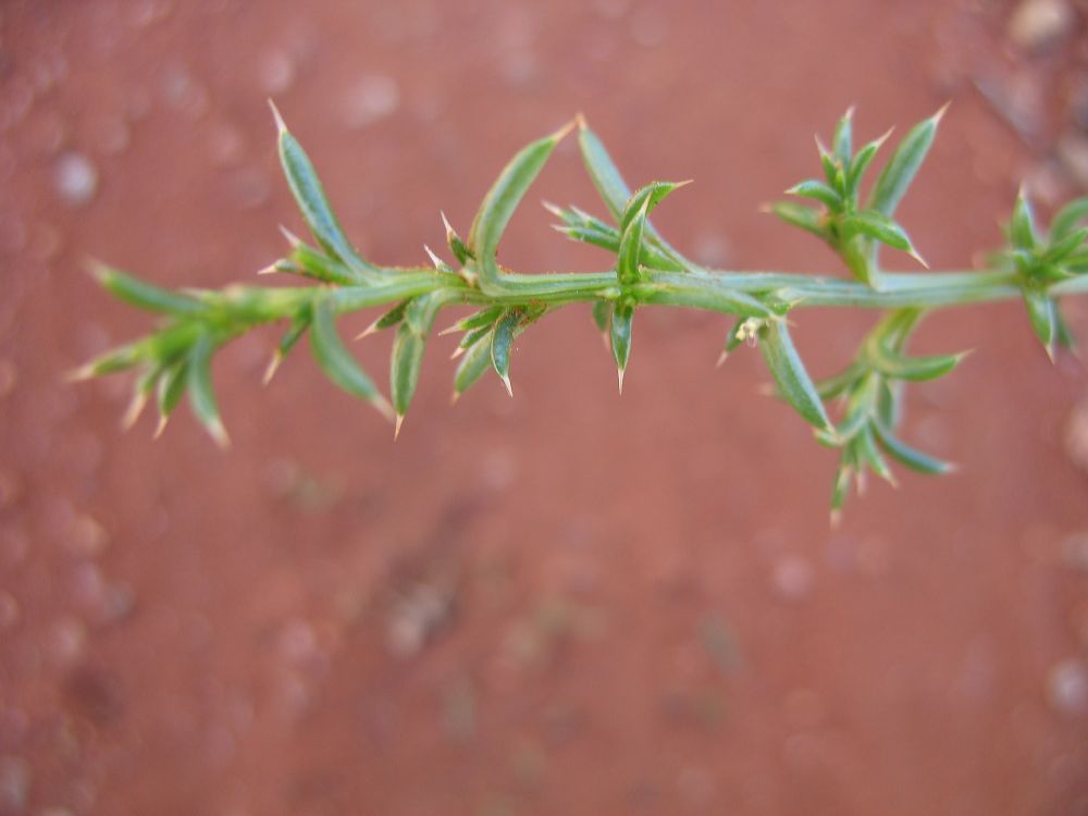 Amaranthaceae Salsola 