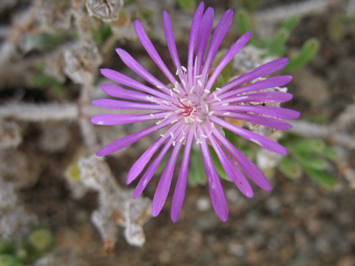 Aizoaceae Delosperma 