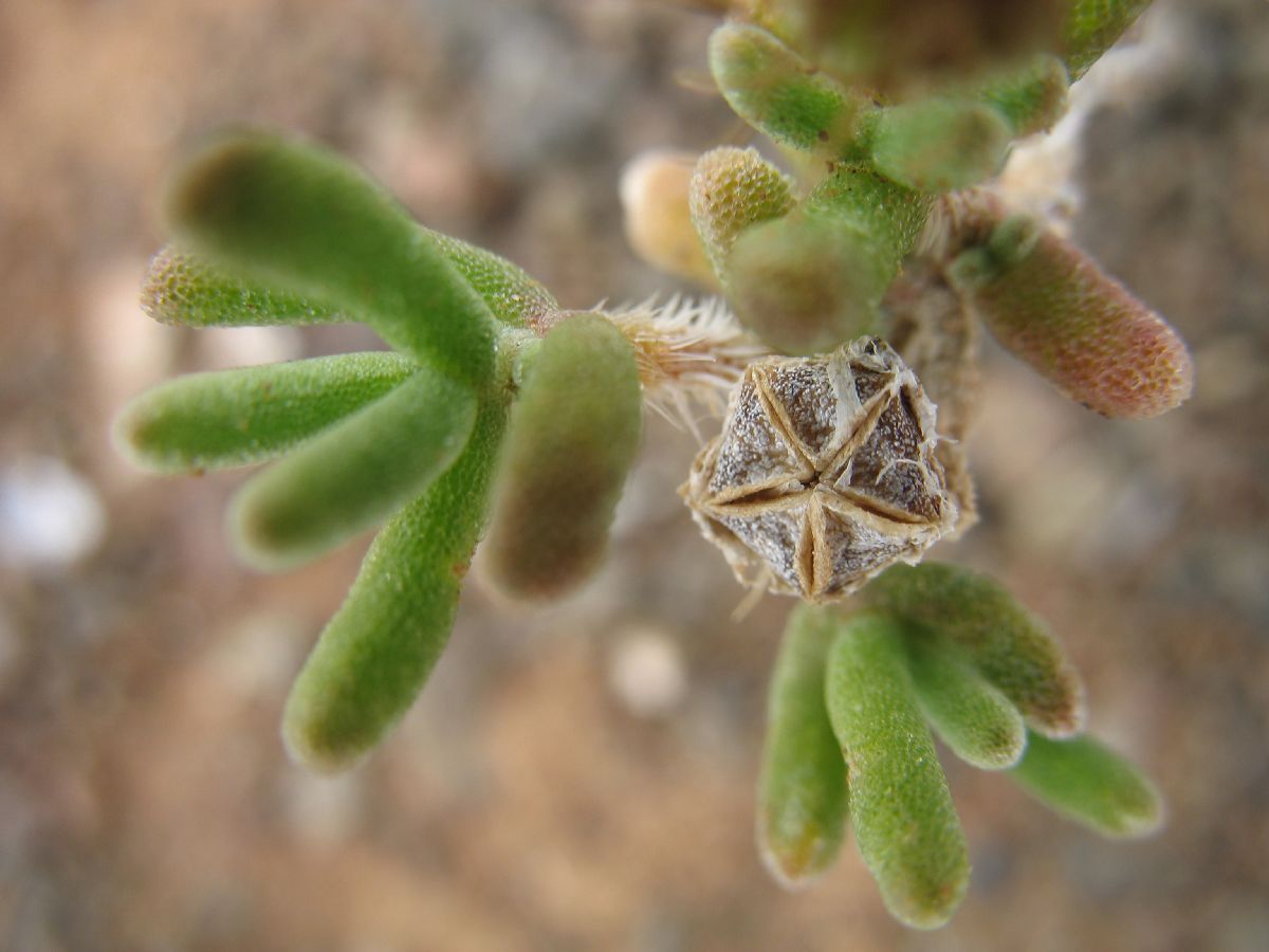 Aizoaceae Delosperma 