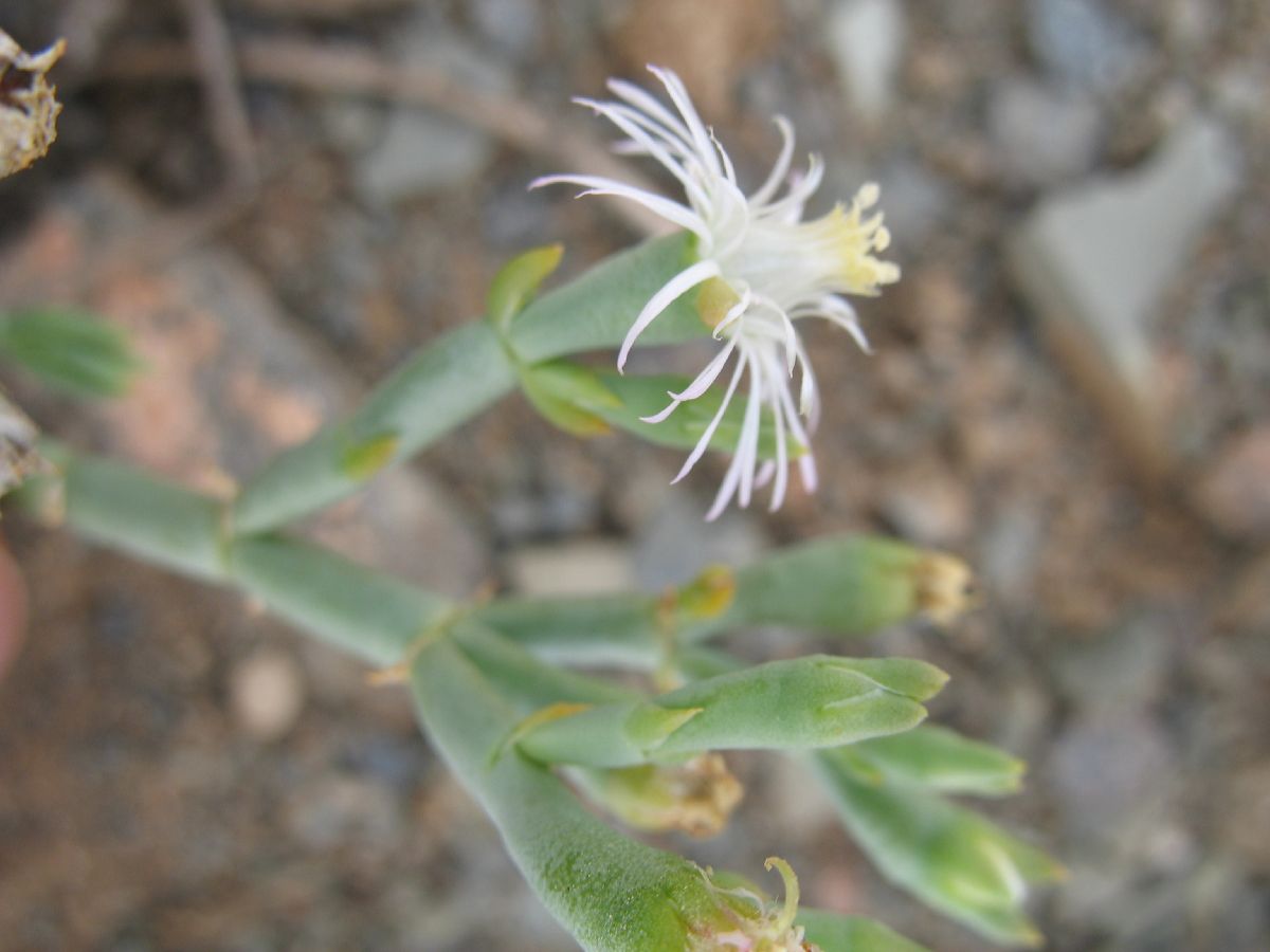 Aizoaceae  