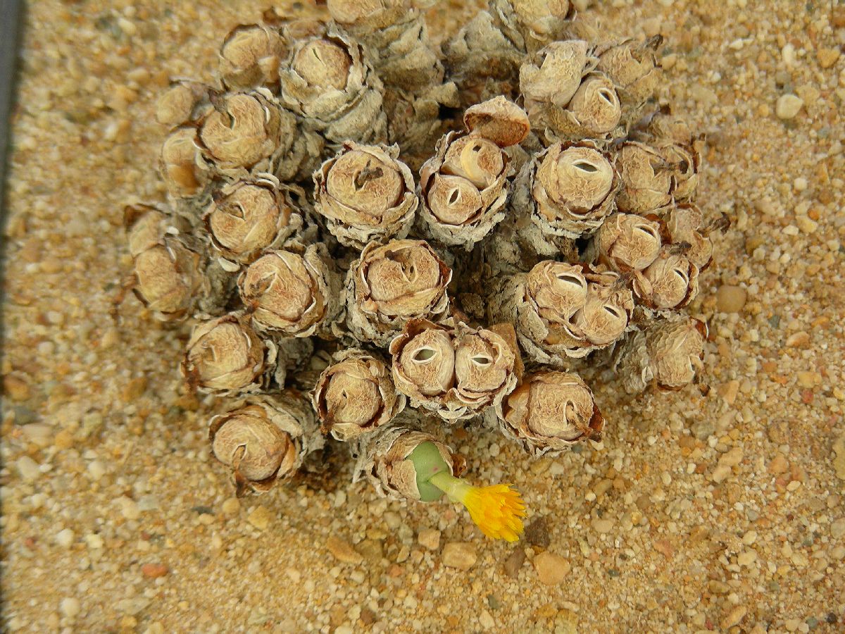 Aizoaceae Conophytum bilobum