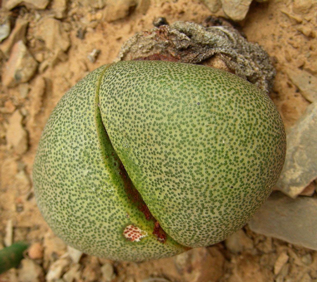 Aizoaceae Pleiospilos neilii