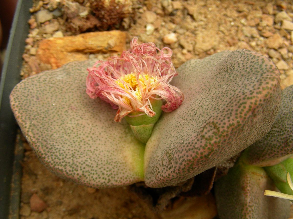 Aizoaceae Pleiospilos simulans