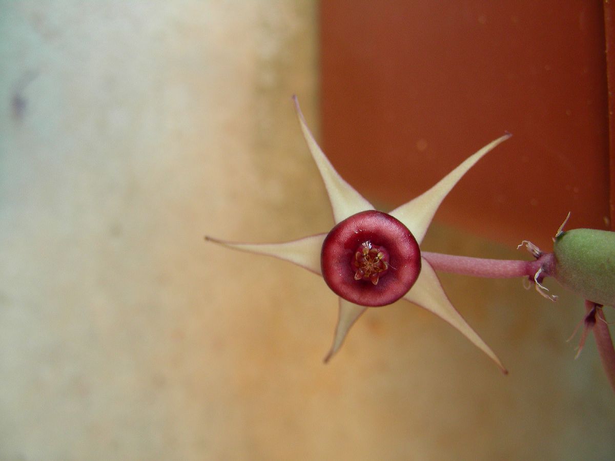 Apocynaceae Huernia procumbens