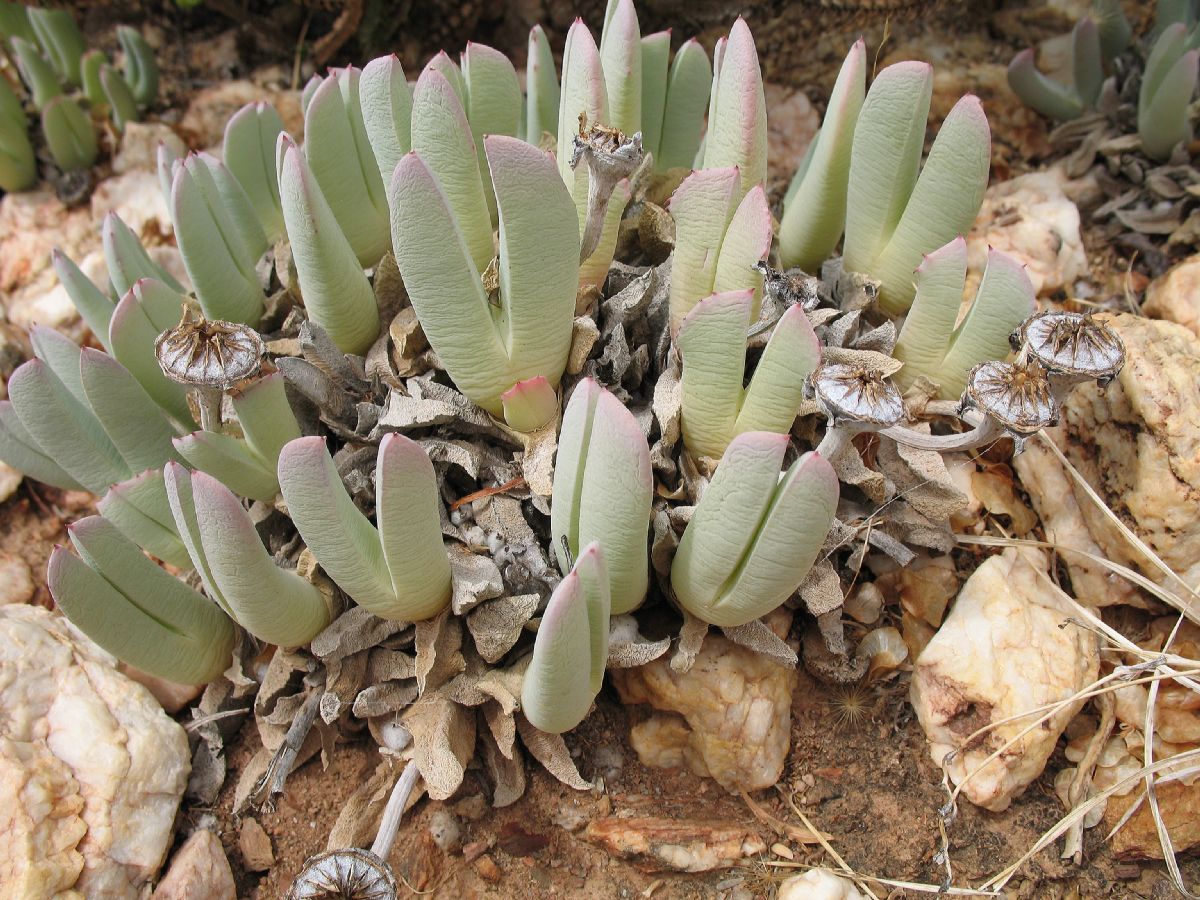 Aizoaceae Cheiridopsis denticulata