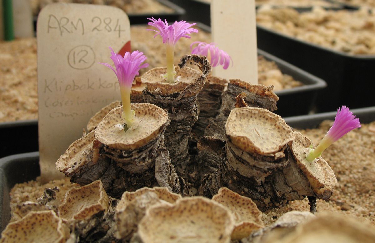 Aizoaceae Conophytum wettsteinii