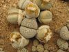 image of Lithops steineckeana