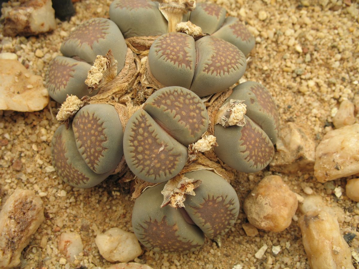 Aizoaceae Lithops villetii
