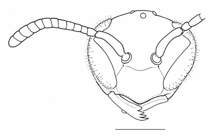 Vespidae Protonectarina sylveirae