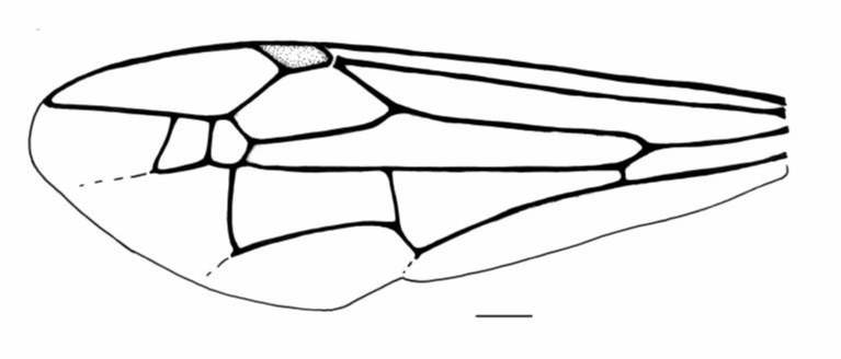 Vespidae Angiopolybia obidensis
