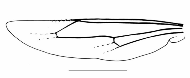 Vespidae Marimbonda albogrisea