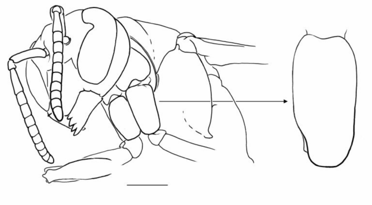 Vespidae Mischocyttarus rotundicollis