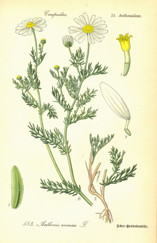 Asteraceae Anthemis arvensis